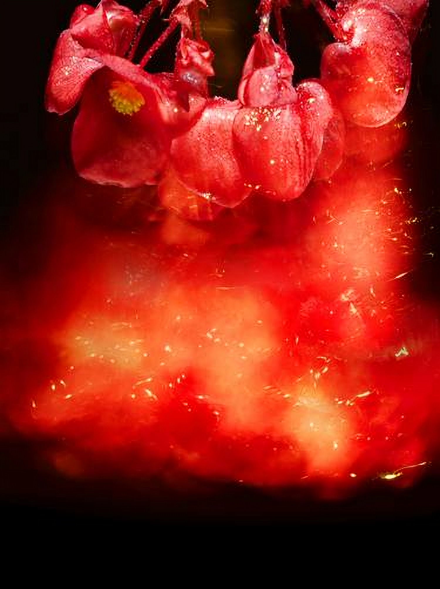 Flower Colored Light